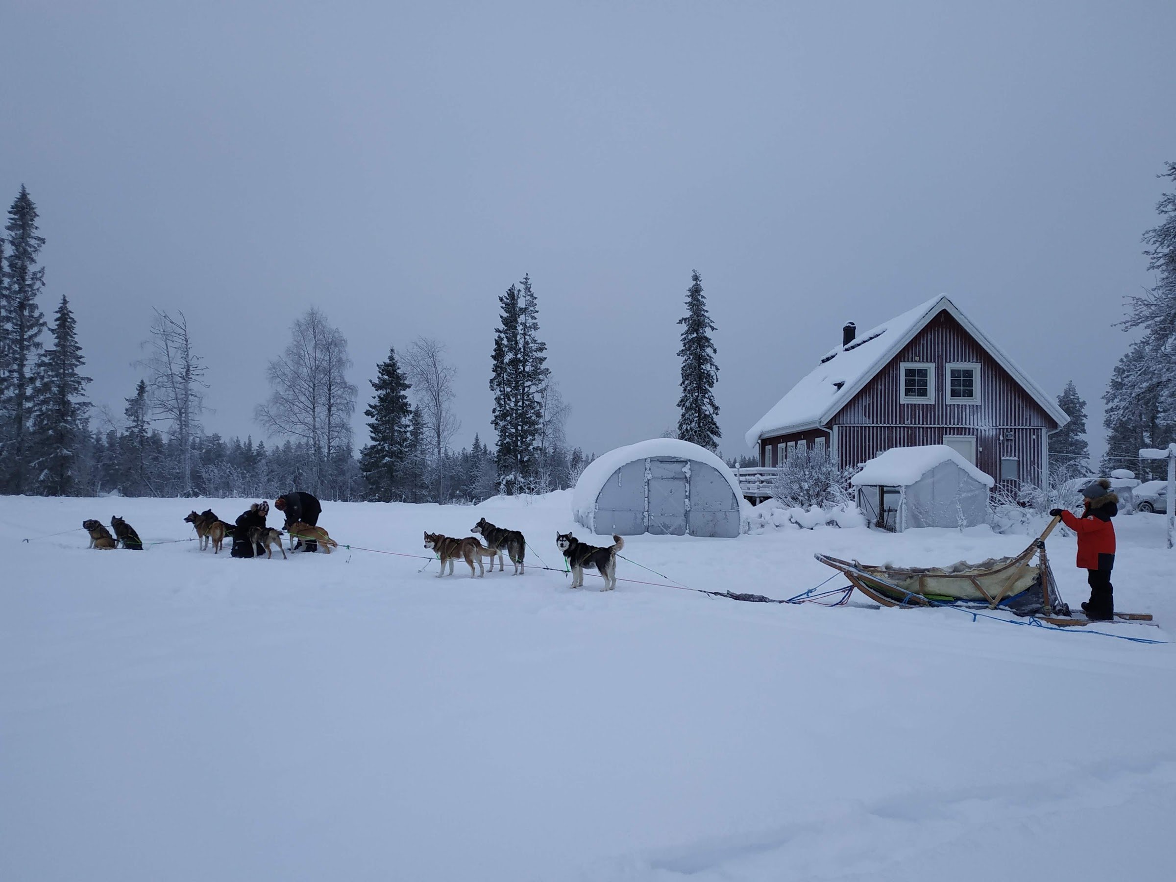 OpenLappland - Chien de traîneau et Séjours en Laponie